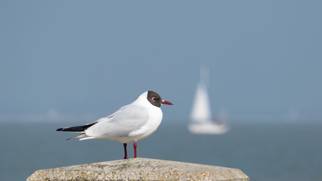 gull by the sea