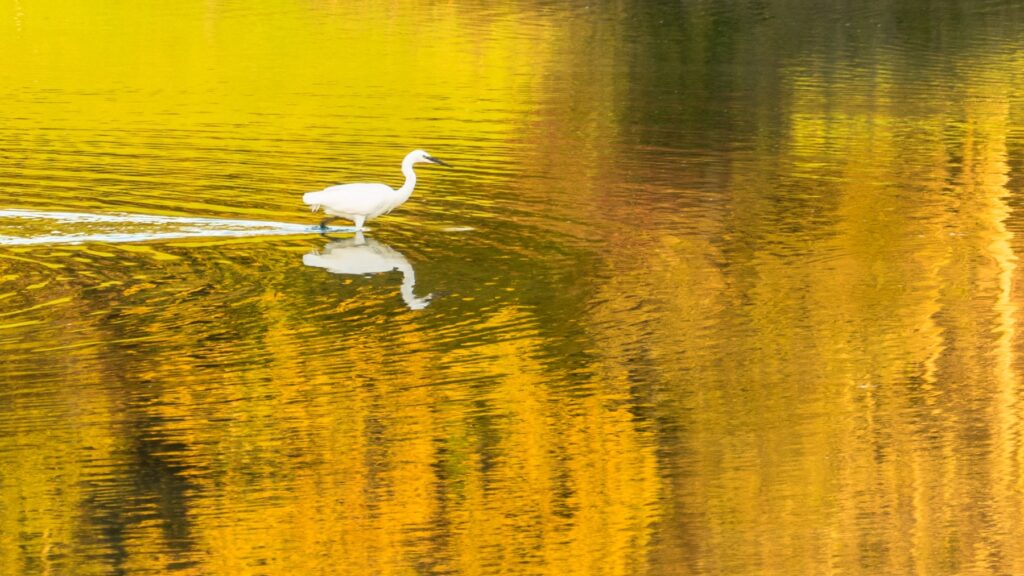 Egret on a golden pond