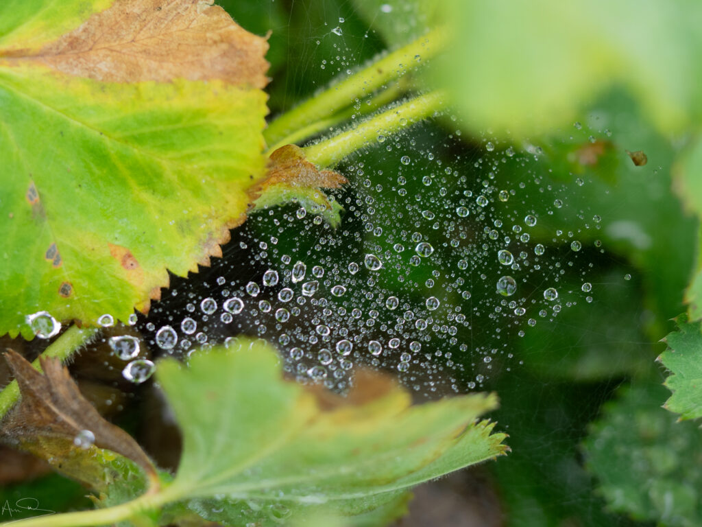 Raindrops on garden web